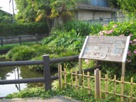 葛飾神社の池1