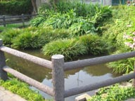 葛飾神社の池2