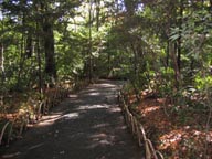 武蔵野雑木林の道