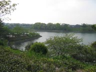 桜丘中央公園の池1